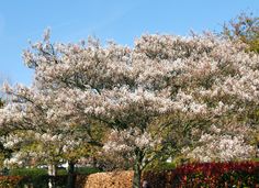 a tree with white flowers in the middle of a park