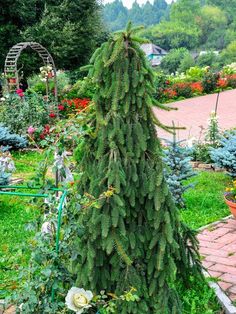 a very tall pine tree sitting in the middle of a garden