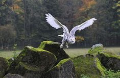 an owl is flying over some rocks in the grass with trees in the back ground