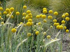 some very pretty yellow flowers in the grass