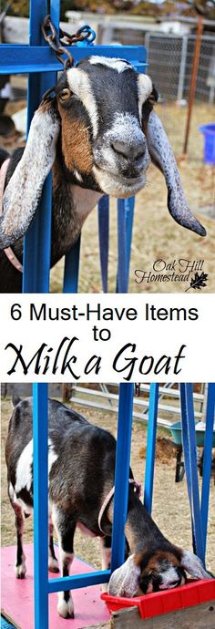 two goats with their heads stuck in the back of some blue metal bars and text that reads 6 must - have items to milk a goat