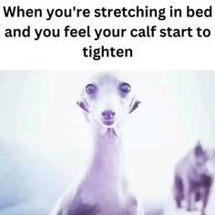 a cat and a dog sitting next to each other with the caption saying, when you're stretching in bed and you feel your cat start to tighten