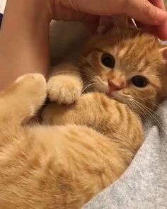 an orange cat laying on top of a person's arm