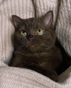 a black cat with green eyes laying on a blanket