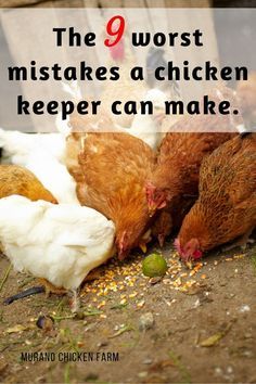 chickens are pecking at the ground with text overlay that reads, the 9 worst mistakes a chicken keeper can make