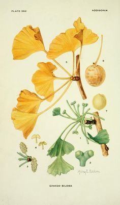 an illustration of the flowers and leaves of ginko biloba, from'plantas de arizona '