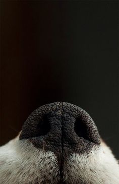 a dog's nose is shown with black and white fur