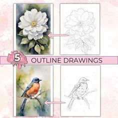 four pictures with flowers and birds on them, including the outlines for each one