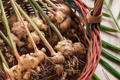 fresh ginger roots in a basket on a wooden table with green onions and garlic stalks