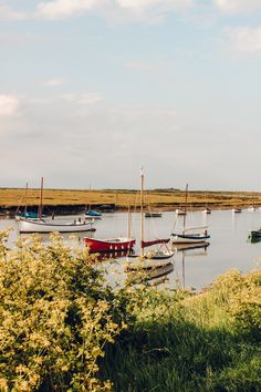 several boats are docked in the water near some bushes and grass, on a sunny day