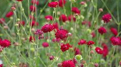 some red flowers are growing in the grass