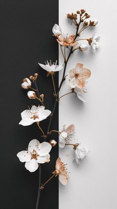 white flowers on a black and white striped background