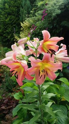 some pink and yellow flowers in a garden