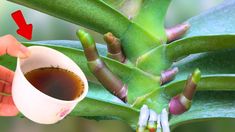 a hand holding a cup of coffee on top of a green plant with red arrows pointing to it