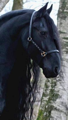 a black horse standing next to a tree