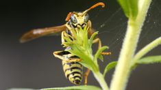 a close up of a bug on a plant with another insect in it's mouth