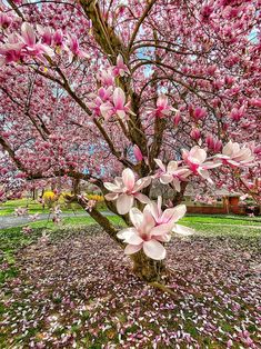 a tree with lots of pink flowers on it