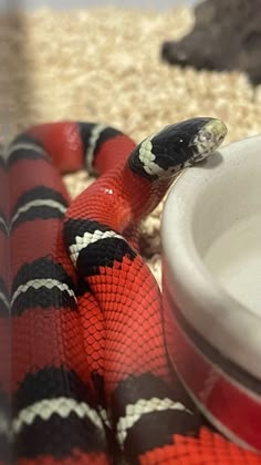 a red and black snake laying next to a bowl