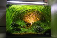 an aquarium filled with lots of green plants