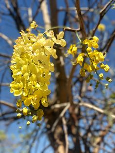 yellow flowers are blooming on the branches of a tree