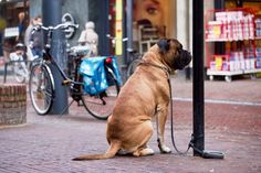 a dog tied to a pole on the street