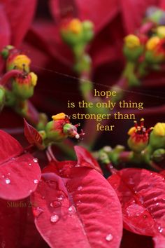 red flowers with the words hope is the only thing stronger than fear