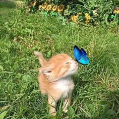 a small kitten playing with a blue butterfly on top of it's head in the grass