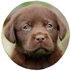 a close up of a dog's face in a circle