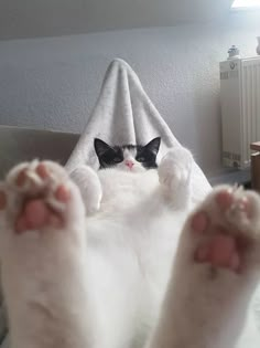 a white cat laying on top of a bed next to a person's feet