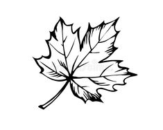 a black and white drawing of a maple leaf on a white background royalty free illustration