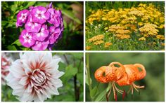 four different types of flowers are shown here