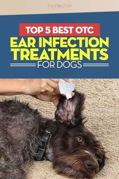 the top 5 best otc ear infectction treatments for dogs cover image shows a dog laying on carpet with it's head up to its owner