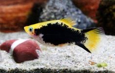 a black and yellow fish in an aquarium