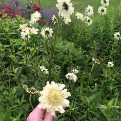 a hand holding a flower in front of some flowers