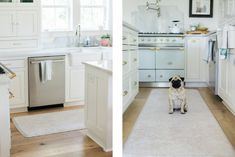 a small dog sitting on the kitchen floor