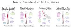 the different types of muscles are shown in this diagram, and each has their corresponding names