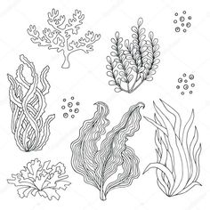 four different seaweeds and corals on white background stock photo - image 3497