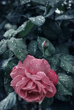 a pink rose with water droplets on it