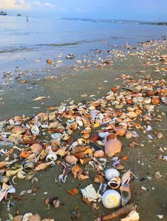 the beach is littered with shells and debris