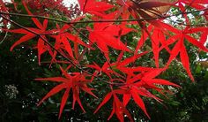 bright red leaves hang from a tree branch