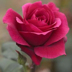 a single red rose is blooming in the garden