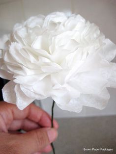 a person holding a white flower in their hand