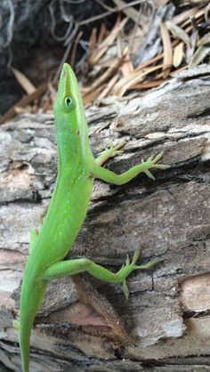 a green lizard sitting on top of a wooden log