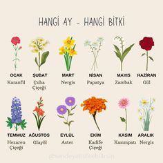 the different types of flowers that are in each language, including names and meaningss