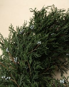 a close up of a tree branch with blue berries and green leaves on the branches