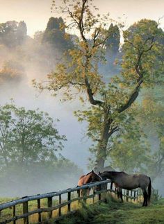 two horses standing next to each other on a lush green hillside under a tree in the fog