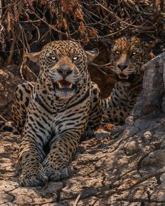 two large leopards sitting on the ground next to some rocks and trees with their mouths open