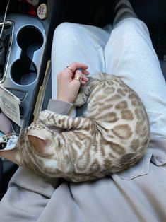 a cat laying on top of a person in a car