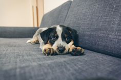 a small dog laying on top of a couch