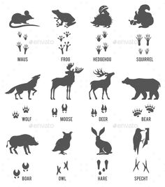 the silhouettes of different animals and their names in black on a white background stock photo